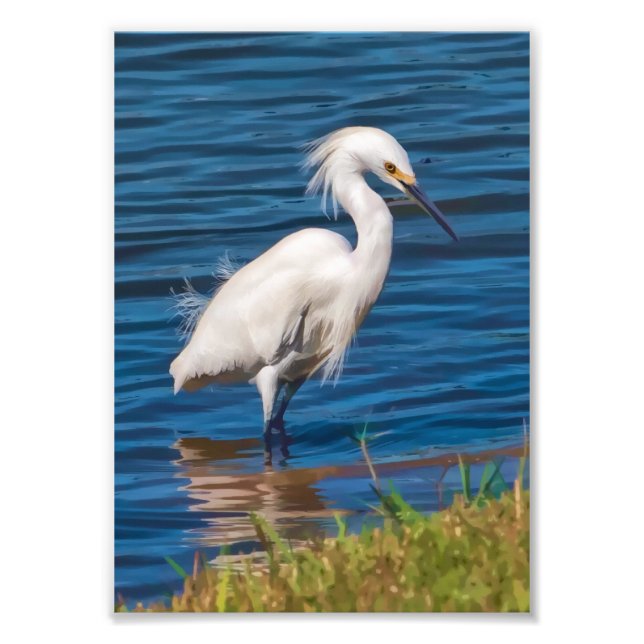 Snowy Egret at the Pond Photo Print (Front)
