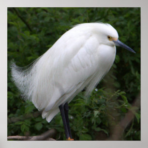 Snowy Egret Bird Photo Poster