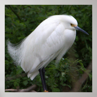 Snowy Egret Bird Photo Poster