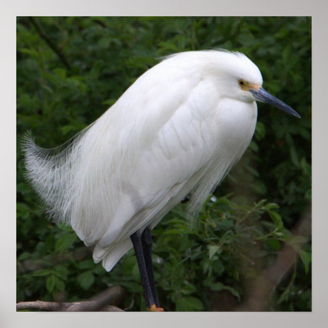 Snowy Egret Bird Photo Poster (Front)