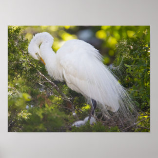 Snowy Egret Bird Photo Poster
