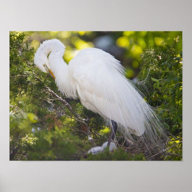 Snowy Egret Bird Photo Poster (Front)