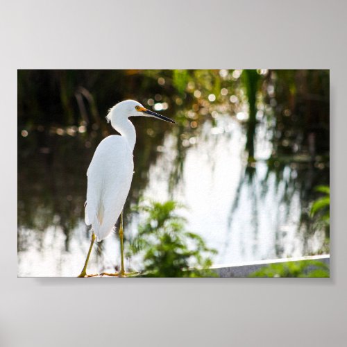 Snowy Egret Bird Photo Print
