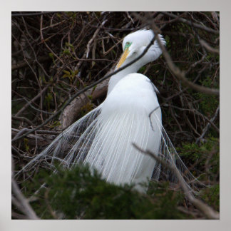 Snowy Egret Bird Poster