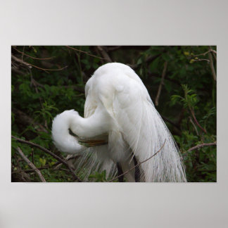 Snowy Egret Bird Poster