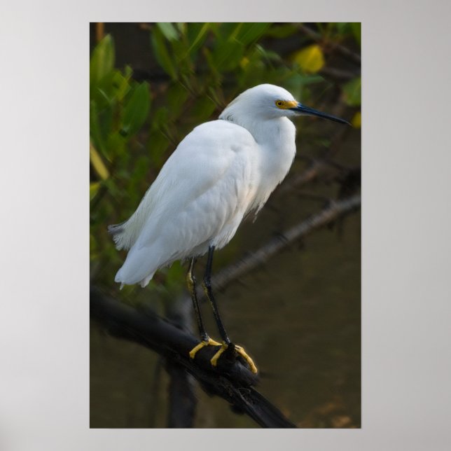 Snowy Egret Bird Poster (Front)