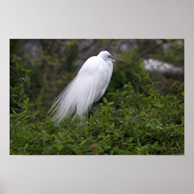 Snowy Egret Bird Poster (Front)
