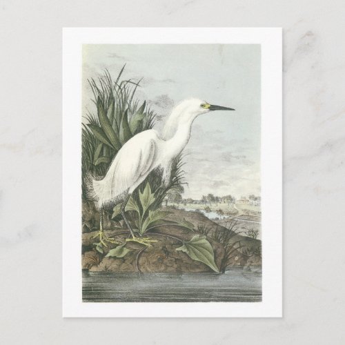 Snowy Egret by Audubon Postcard