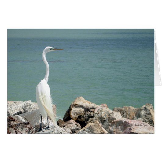 Snowy Egret Card (Front Horizontal)