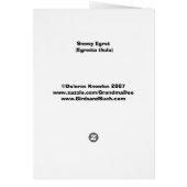 Snowy Egret Card (Back)