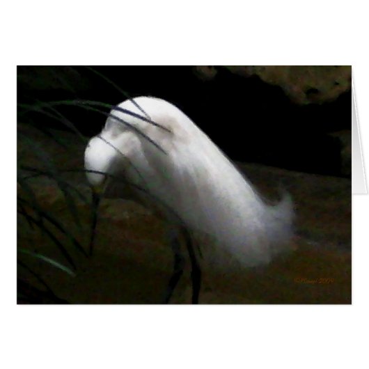 Snowy Egret Cards (Front Horizontal)