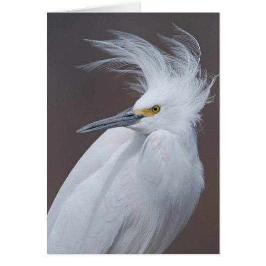 Snowy Egret (Egretta thula) Cards (Front)