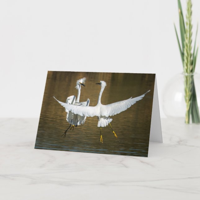 Snowy Egret Greeting Card (Front)
