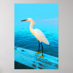 Snowy Egret in Blue Poster