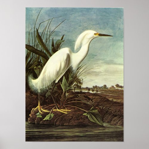 Snowy Egret John James Audubon Poster