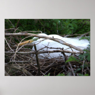 Snowy Egret Nesting Poster