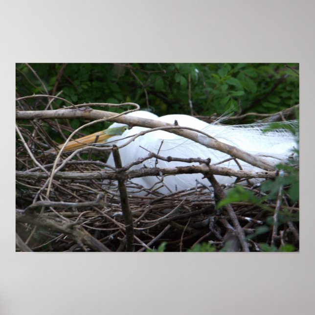 Snowy Egret Nesting Poster (Front)