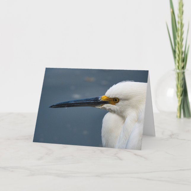 Snowy Egret Notecard (Front)