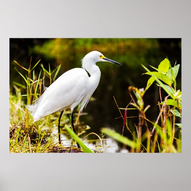 Snowy Egret of the Everglades Poster (Front)