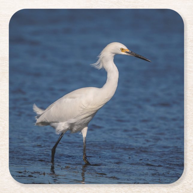 Snowy Egret on North Beach Square Paper Coaster (Front)