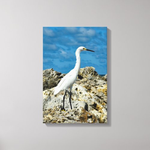 Snowy Egret on the Rocks Canvas Print