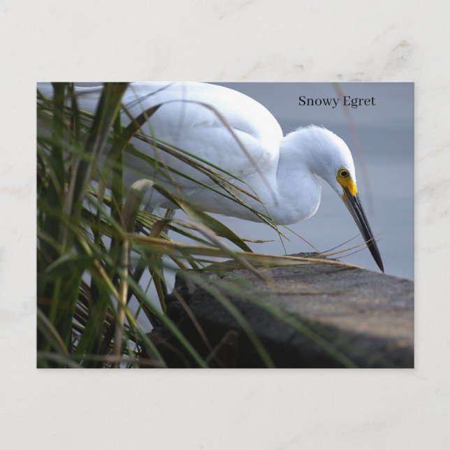 Snowy Egret Photo Postcard (Front)