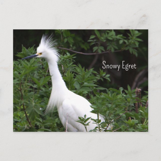 Snowy Egret Photo Postcard (Front)