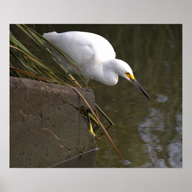 Snowy Egret Photo Poster (Front)