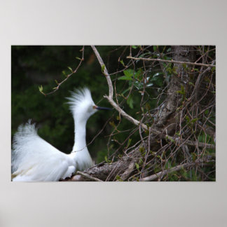Snowy Egret Photo Poster