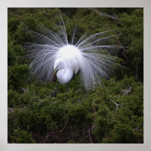 Snowy Egret Photo Poster (Front)