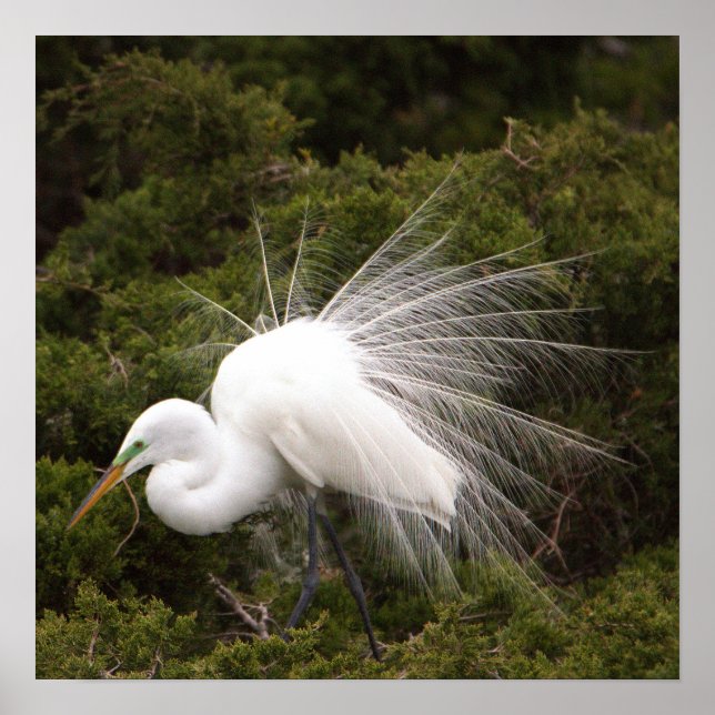 Snowy Egret Photo Poster (Front)