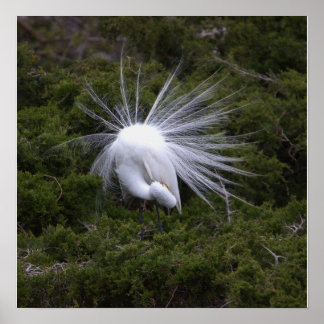 Snowy Egret Photo Poster