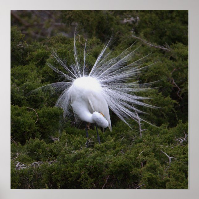 Snowy Egret Photo Poster (Front)