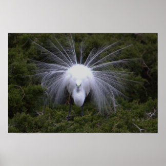 Snowy Egret Photo Poster