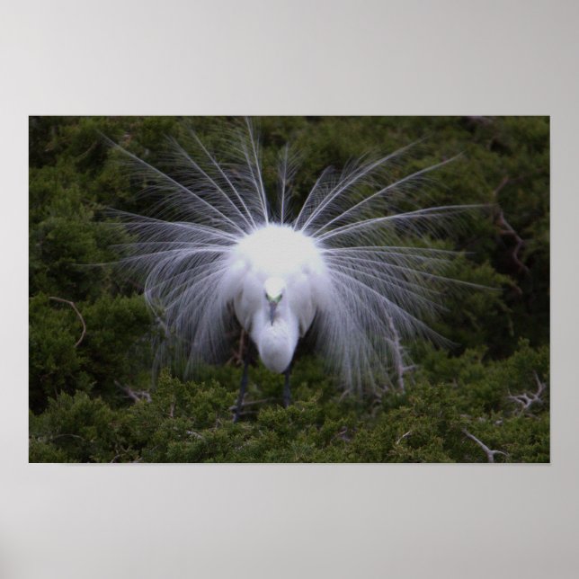 Snowy Egret Photo Poster (Front)