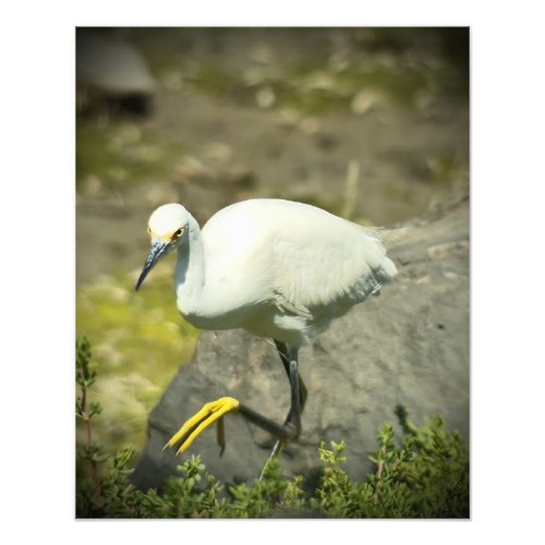Snowy Egret Photo Print
