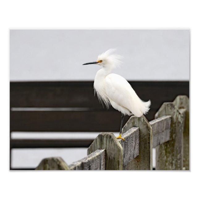 Snowy Egret Photo Print (Front)