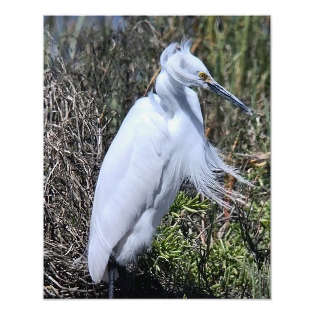 Snowy Egret Photo Print (Front)