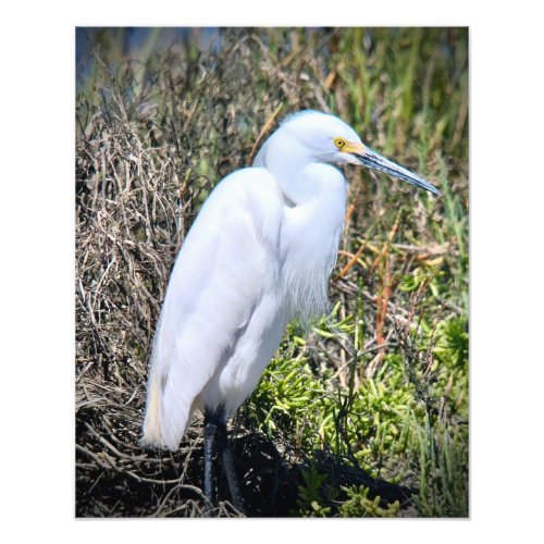 Snowy Egret Photo Print