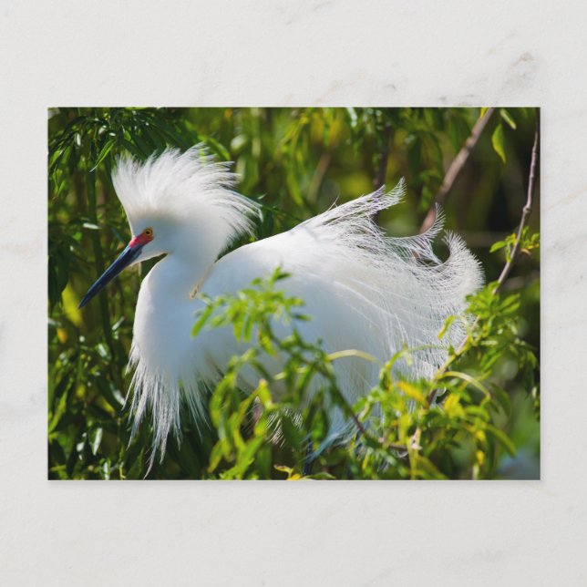Snowy Egret Postcard (Front)