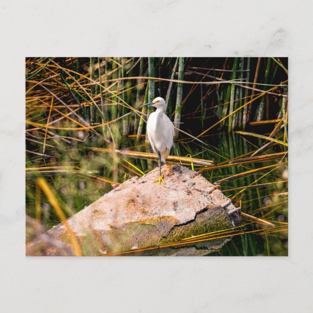 Snowy Egret Postcard (Front)