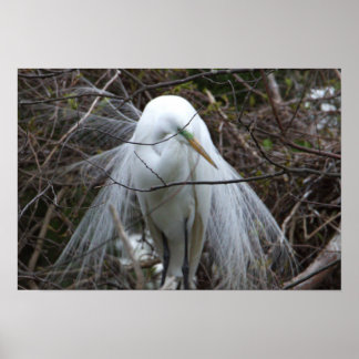 Snowy Egret Poster