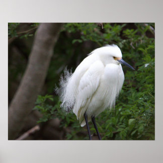 Snowy Egret Poster