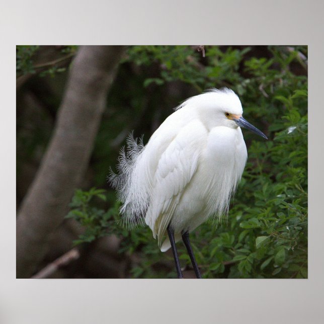 Snowy Egret Poster (Front)