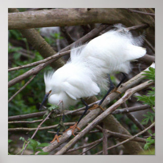 Snowy Egret Poster