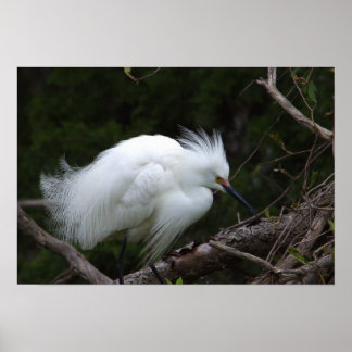 Snowy Egret Poster