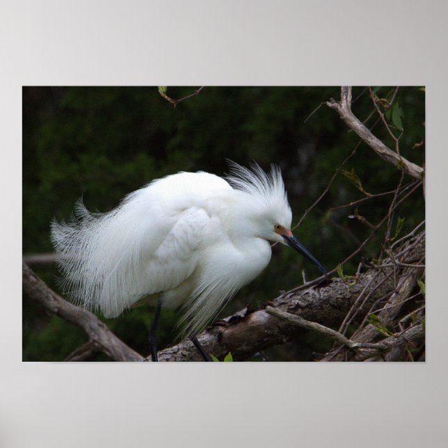 Snowy Egret Poster (Front)