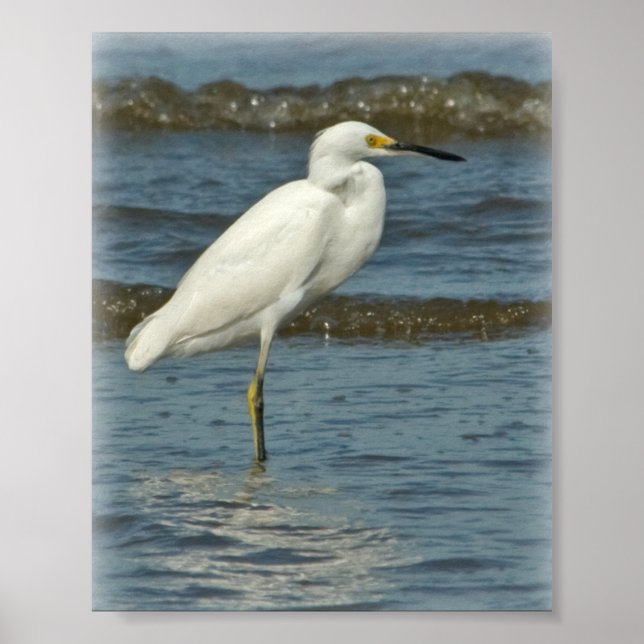 Snowy Egret Poster (Front)
