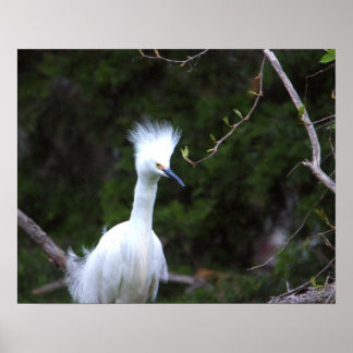 Snowy Egret Poster