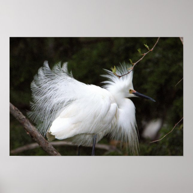 Snowy Egret Poster (Front)